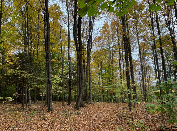 Landis Arboretum, United States